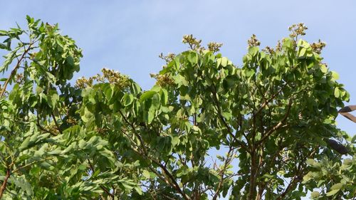 Isoberlinia angolensis