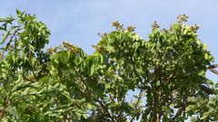 Isoberlinia angolensis