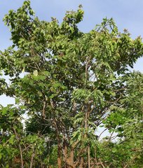 Isoberlinia angolensis