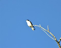 Tachycineta leucopyga