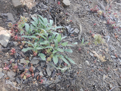 Phacelia leptosepala