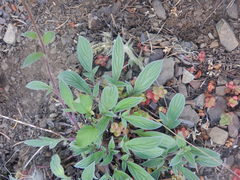 Phacelia leptosepala