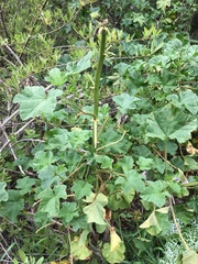 Puccinia malvacearum image