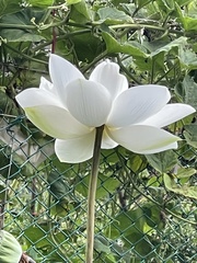 Nelumbo