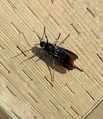 Urocerus cressoni