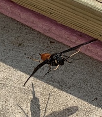 Urocerus cressoni