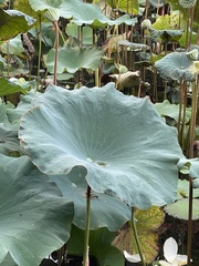 Nelumbo