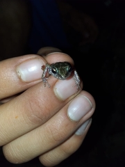 Eleutherodactylus petersi