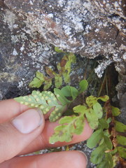 Polypodium amorphum
