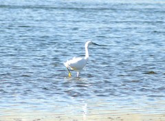 Egretta thula