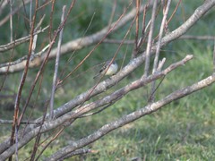 Serpophaga subcristata