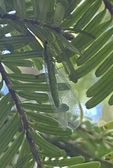 Nineta gravida
