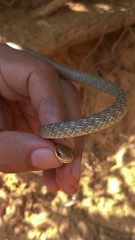 Chironius quadricarinatus