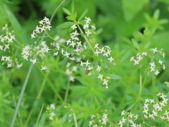 Galium asprellum