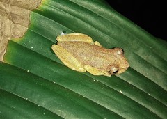 Dendropsophus branneri