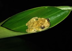 Dendropsophus branneri