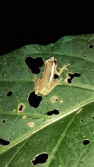 Dendropsophus decipiens