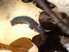 Hesperarion hemphilli