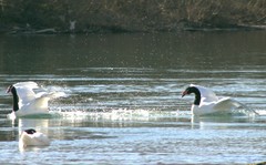 Cygnus melancoryphus