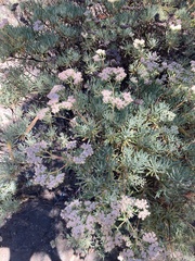 Eriogonum arborescens