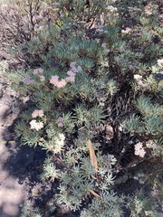 Eriogonum arborescens