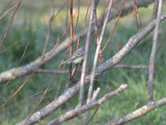 Serpophaga subcristata