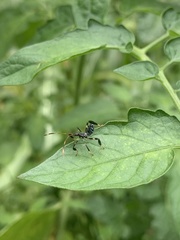 Acanthocephala terminalis
