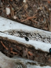 Necrobia violacea
