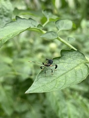 Acanthocephala terminalis