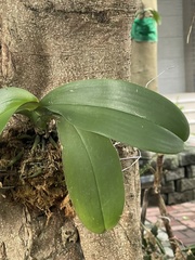 Phalaenopsis