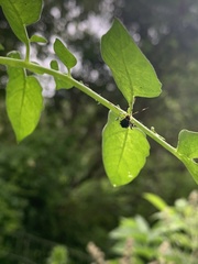 Acanthocephala terminalis