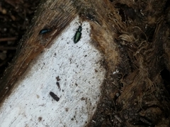 Necrobia violacea