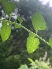 Acanthocephala terminalis