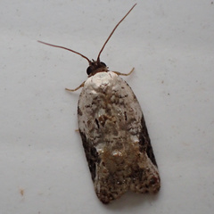 Acleris nivisellana