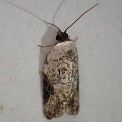 Acleris nivisellana