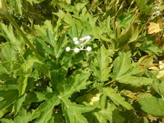 Angelica capitellata