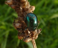 Colasposoma dauricum