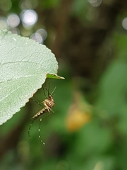Aedes canadensis canadensis