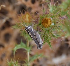 Calliptamus barbarus