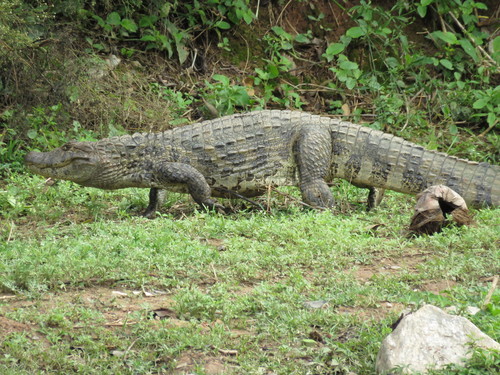 Broad-snouted Caiman, photo 9 of 9