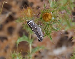 Calliptamus barbarus