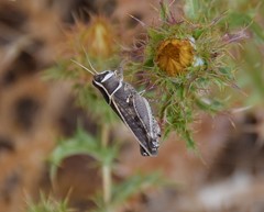 Calliptamus barbarus