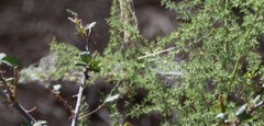 Cyrtophora citricola