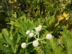 Angelica capitellata