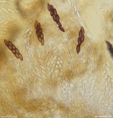 Ascobolus furfuraceus