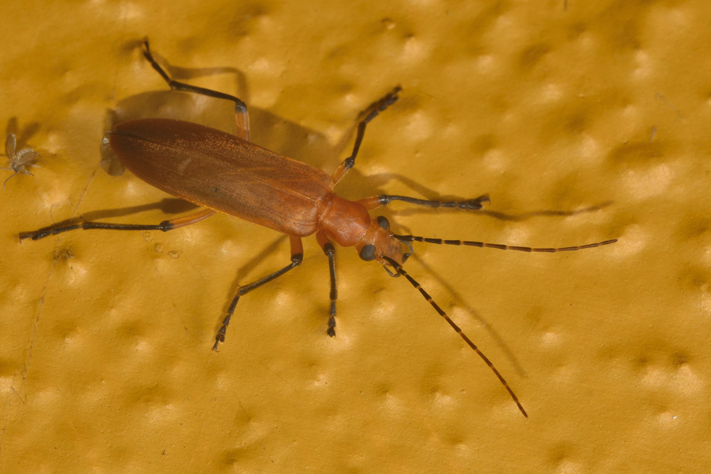 Diplectrus annulicornis