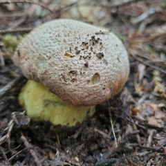 Butyriboletus abieticola