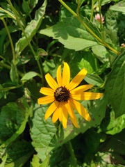 Halictus