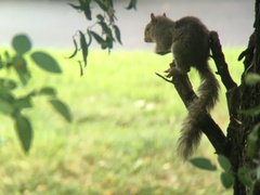 Sciurus carolinensis
