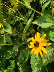 Halictus